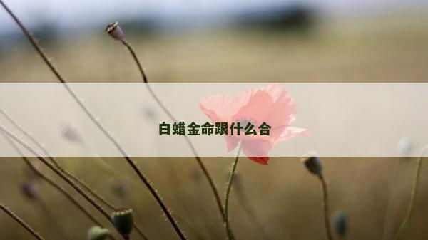 白蜡金命跟什么合