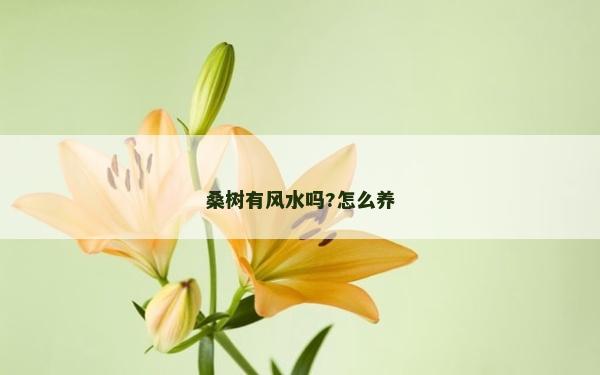桑树有风水吗?怎么养