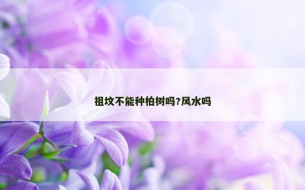 祖坟不能种柏树吗?风水吗