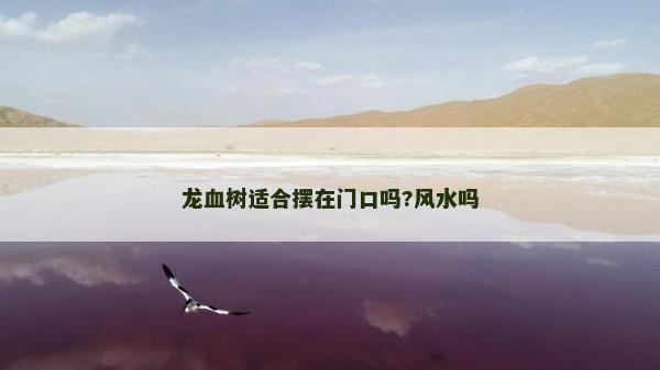 龙血树适合摆在门口吗?风水吗