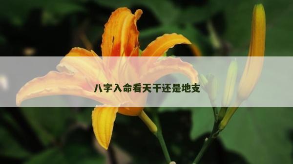 八字入命看天干还是地支