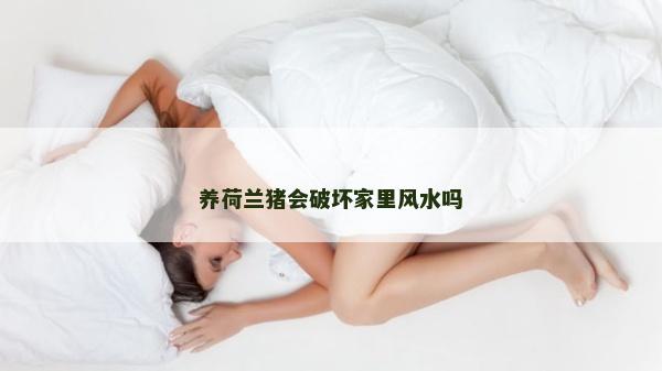 养荷兰猪会破坏家里风水吗