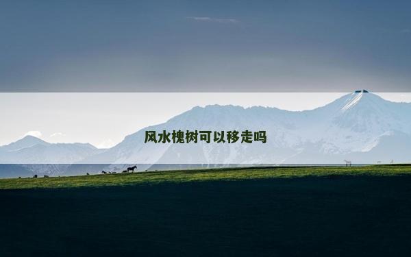 风水槐树可以移走吗