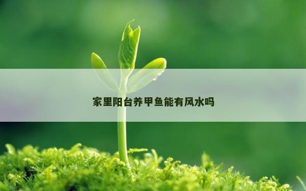 家里阳台养甲鱼能有风水吗