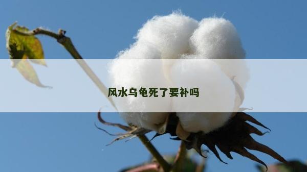 风水乌龟死了要补吗