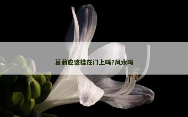 菖蒲应该挂在门上吗?风水吗