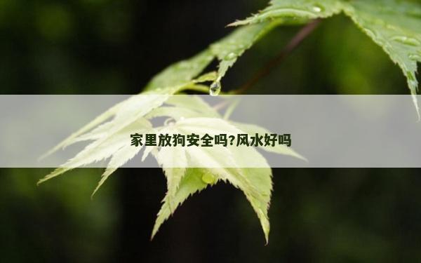 家里放狗安全吗?风水好吗