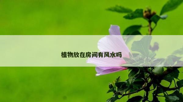植物放在房间有风水吗