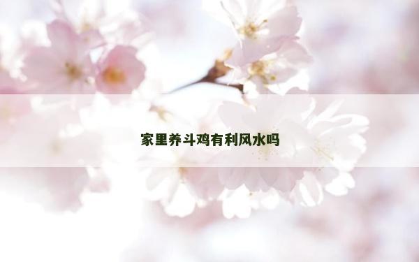 家里养斗鸡有利风水吗