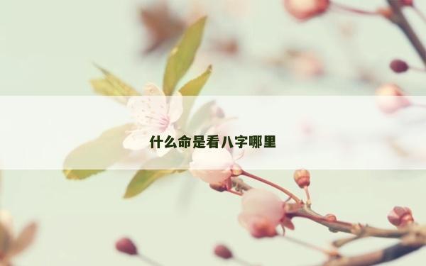 什么命是看八字哪里