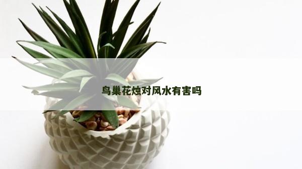 鸟巢花烛对风水有害吗