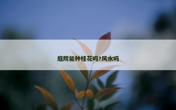 庭院能种桂花吗?风水吗