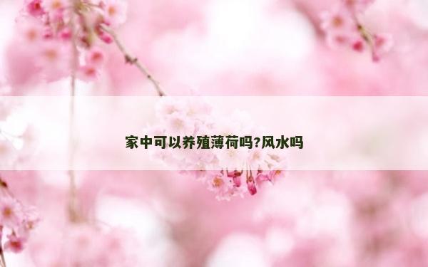 家中可以养殖薄荷吗?风水吗