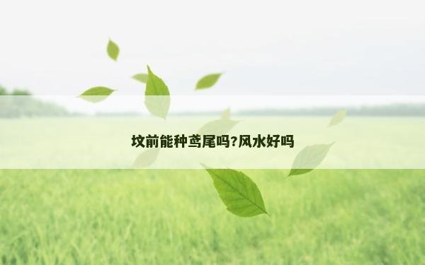 坟前能种鸢尾吗?风水好吗