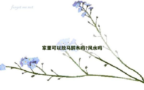 家里可以放马醉木吗?风水吗