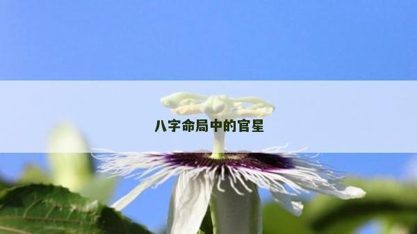 八字命局中的官星