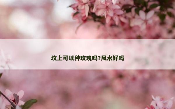 坟上可以种玫瑰吗?风水好吗