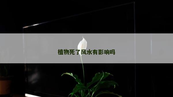 植物死了风水有影响吗