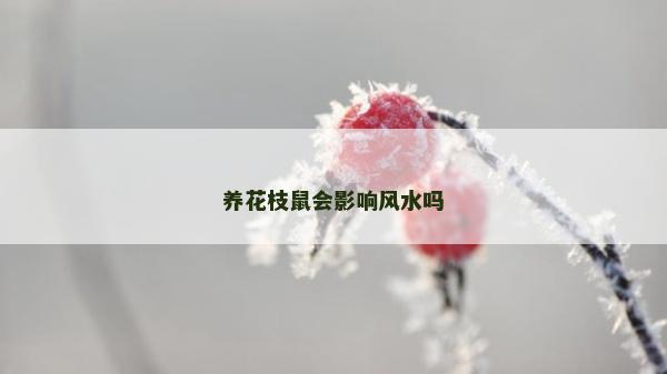 养花枝鼠会影响风水吗