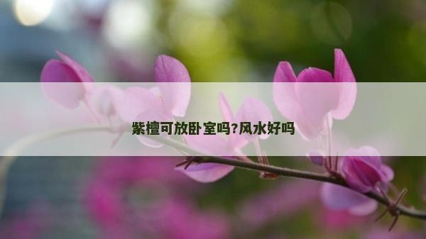 紫檀可放卧室吗?风水好吗
