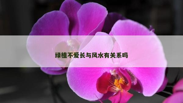 绿植不爱长与风水有关系吗