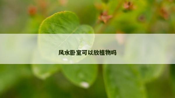 风水卧室可以放植物吗