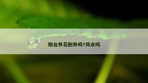 阳台养花耐养吗?风水吗