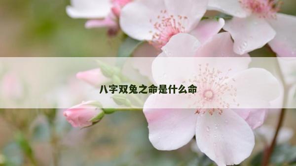 八字双兔之命是什么命